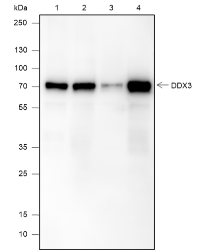 Anti-DDX3 Rabbit mAb