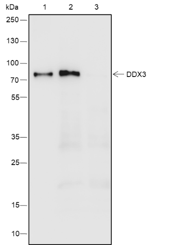 Anti-DDX3 Rabbit mAb
