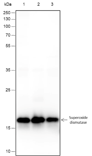 Anti-SOD1 Rabbit mAb