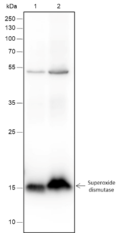 Anti-SOD1 Rabbit mAb