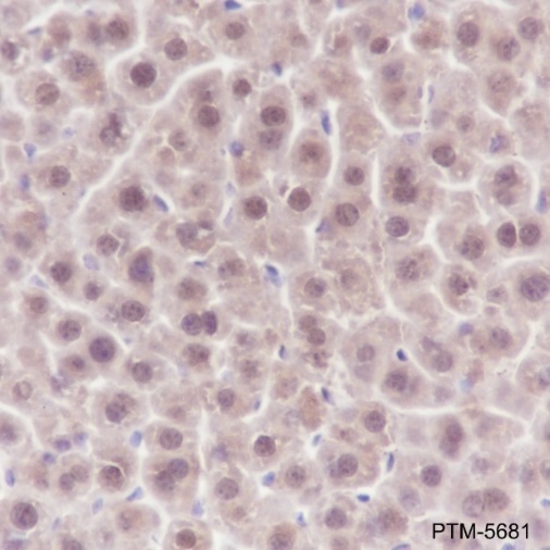 Anti-SOD1 Rabbit mAb