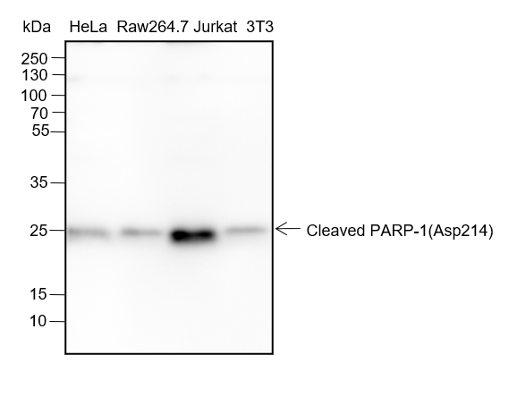 Anti-Cleaved PARP1 p25 Rabbit mAb