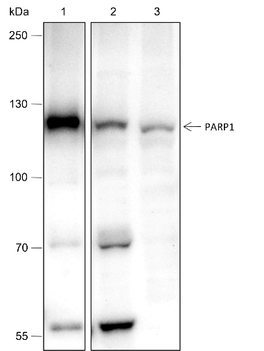 Anti-PARP1 Rabbit mAb