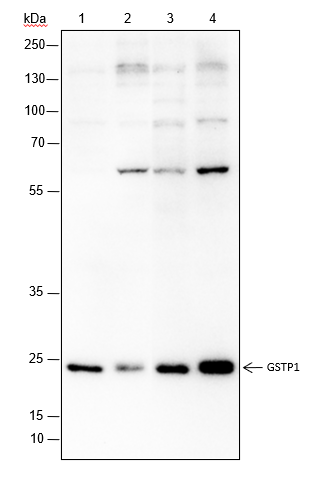 Anti-GST3/GSTP1 Rabbit mAb