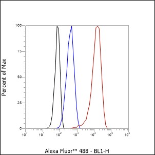 Anti-CD99 Rabbit mAb