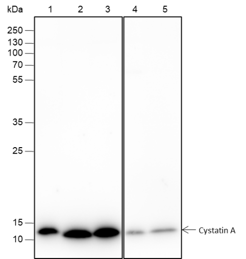 Anti-Cystatin A Rabbit mAb