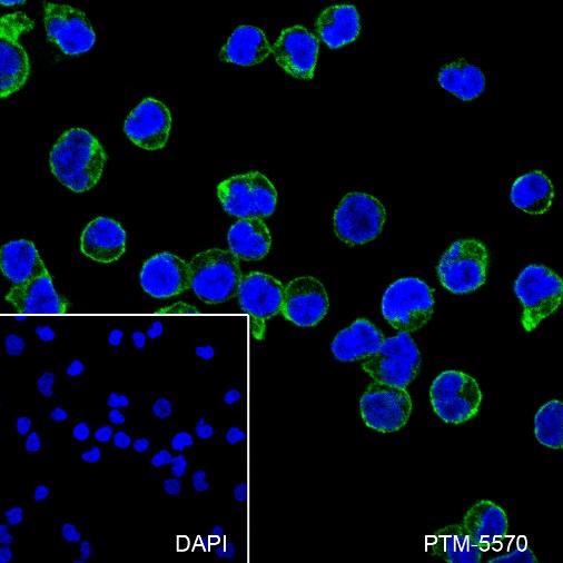 Anti-CD86 Mouse mAb