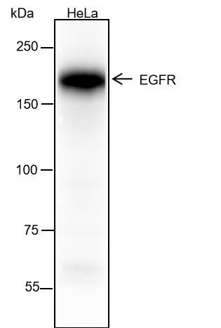 Anti-EGFR Rabbit mAb
