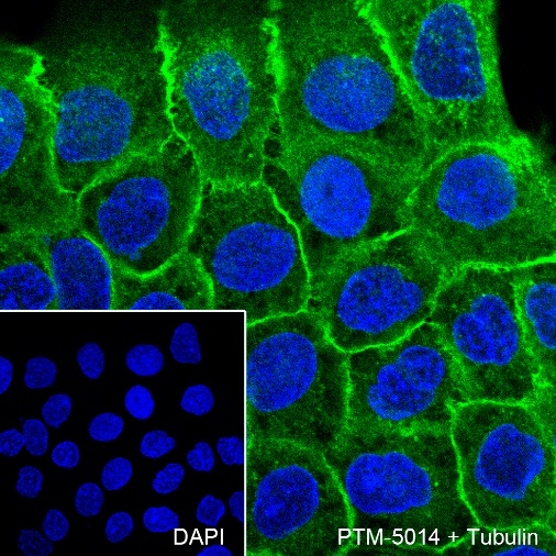 Anti-EGFR Rabbit mAb