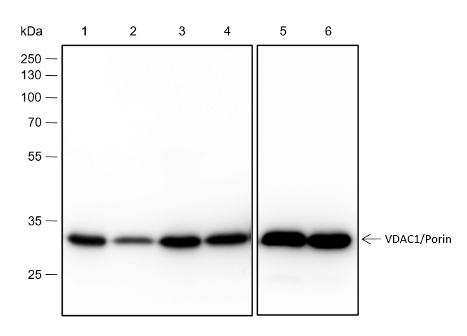 Anti-VDAC1/Porin Rabbit mAb