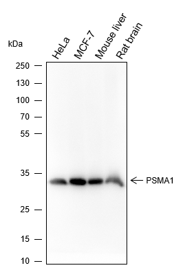 Anti-PSMA1 Rabbit mAb