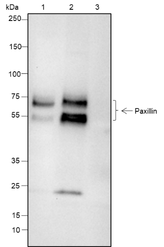 Anti-Paxillin Rabbit mAb