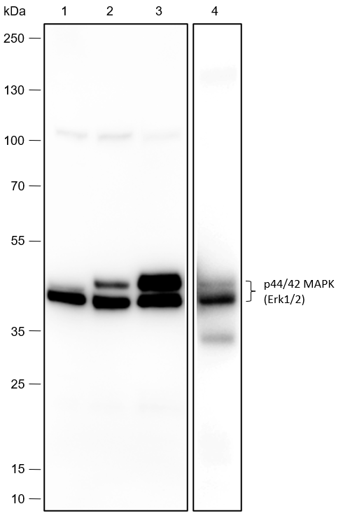Anti-p44/42 MAPK (Erk1/2) Rabbit mAb