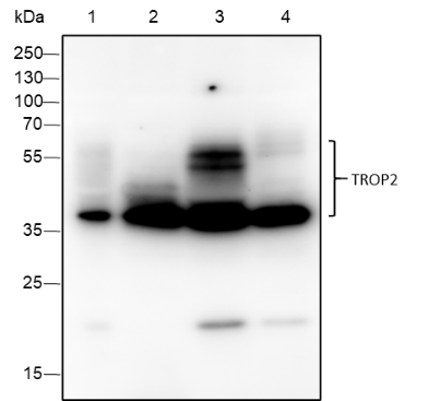 Anti-TROP2 Rabbit mAb
