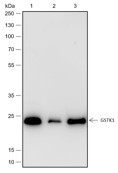 Anti-GSTK1 Rabbit mAb