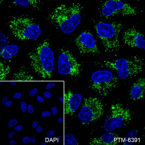 Anti-GSTK1 Rabbit mAb