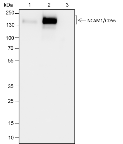 Anti-NCAM1/CD56 Rabbit mAb