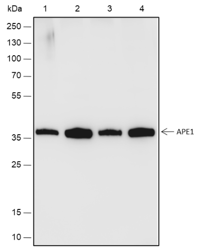 Anti-APE1 Rabbit mAb