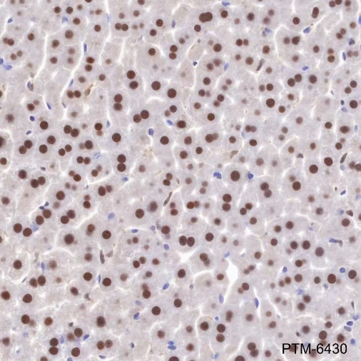 Anti-APE1 Rabbit mAb
