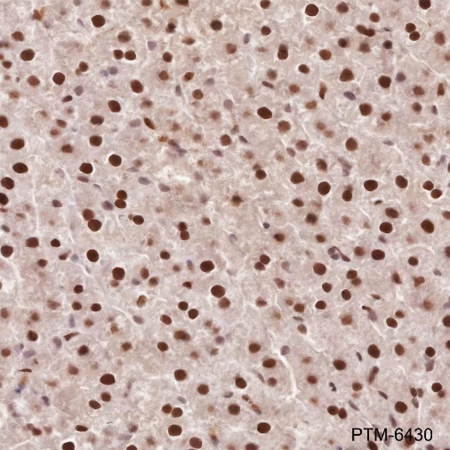 Anti-APE1 Rabbit mAb