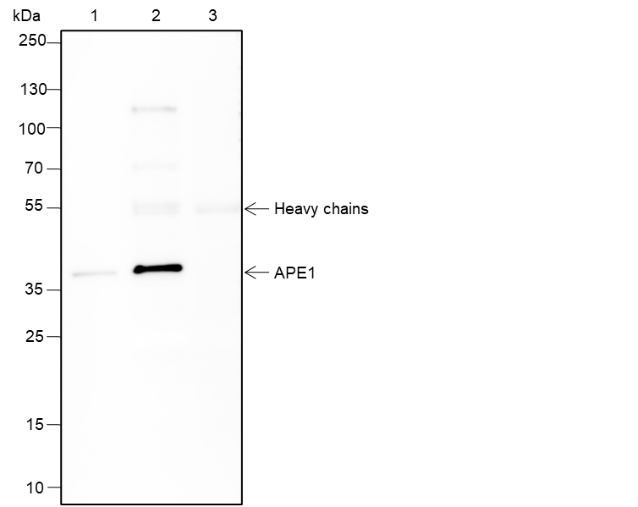 Anti-APE1 Rabbit mAb