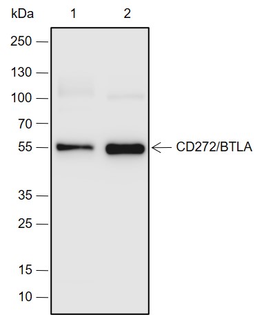 Anti-CD272/BTLA Rabbit mAb