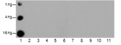 Anti-Dimethyl-Histone H3 (Lys23) Mouse mAb
