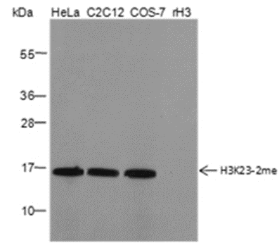 Anti-Dimethyl-Histone H3 (Lys23) Mouse mAb