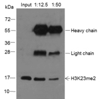 Anti-Dimethyl-Histone H3 (Lys23) Mouse mAb