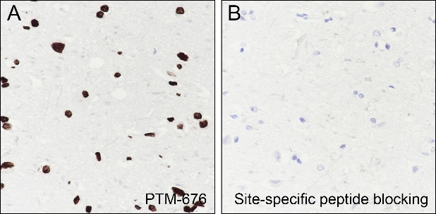 Anti-Dimethyl-Histone H3 (Lys23) Mouse mAb