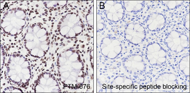 Anti-Dimethyl-Histone H3 (Lys23) Mouse mAb