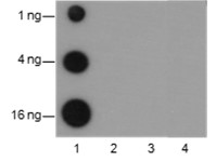 Anti-Acetyl-Histone H2B (Lys16) Mouse mAb