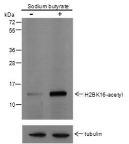 Anti-Acetyl-Histone H2B (Lys16) Mouse mAb