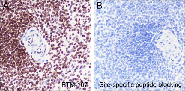 Anti-Acetyl-Histone H2B (Lys16) Mouse mAb