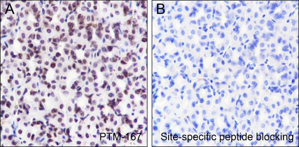 Anti-Acetyl-Histone H2B (Lys16) Mouse mAb