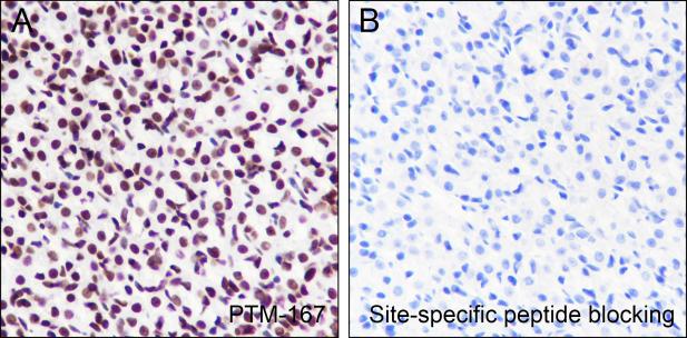 Anti-Acetyl-Histone H2B (Lys16) Mouse mAb