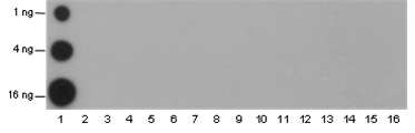 Anti-Acetyl-Histone H2B (Lys11) Mouse mAb