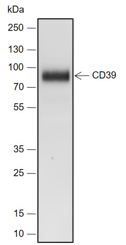 Anti-CD39 Rabbit mAb