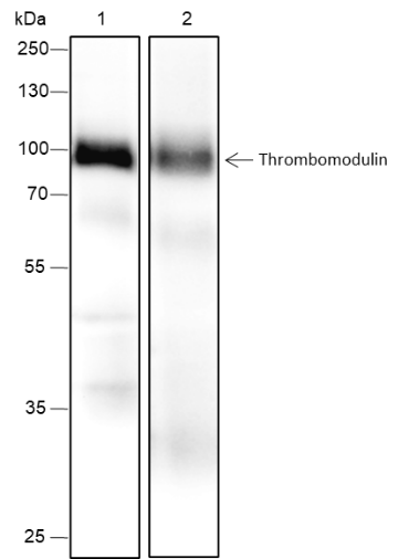 Anti-Thrombomodulin Rabbit mAb