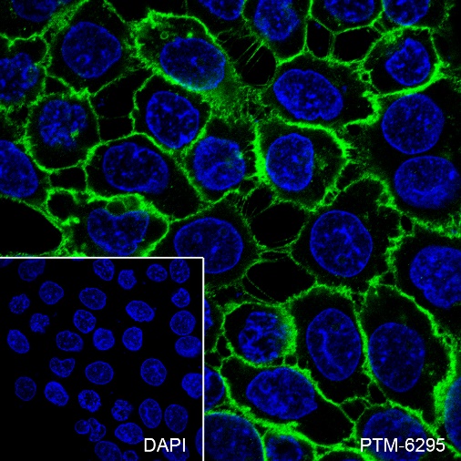 Anti-Thrombomodulin Rabbit mAb