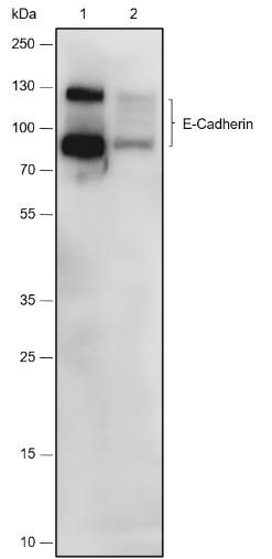 Anti-E-Cadherin Rabbit mAb