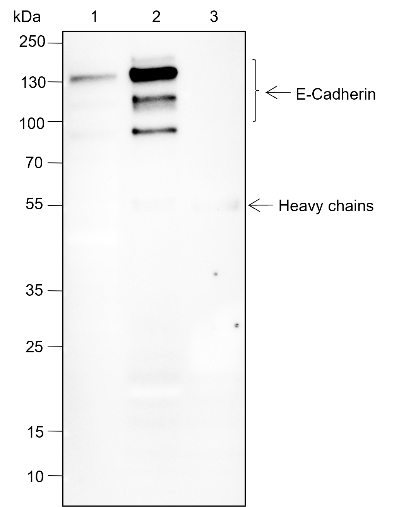 Anti-E-Cadherin Rabbit mAb