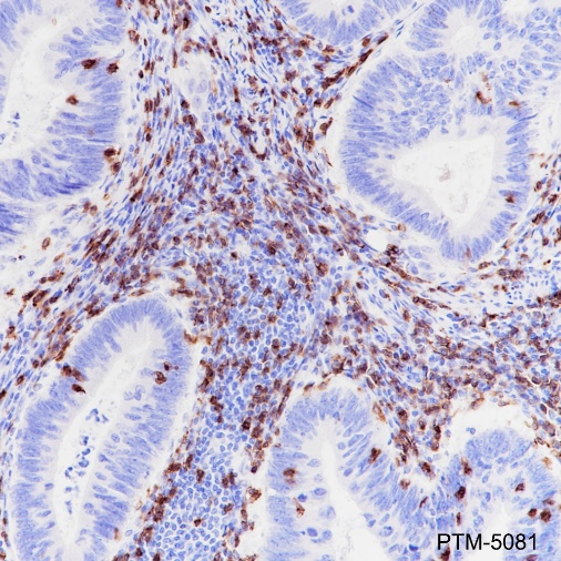 Anti-CD8 alpha Rabbit mAb