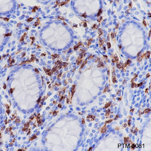 Anti-CD8 alpha Rabbit mAb