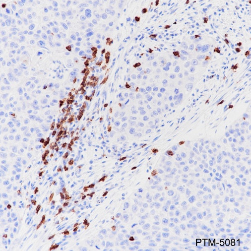 Anti-CD8 alpha Rabbit mAb