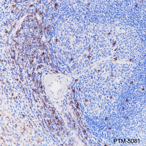 Anti-CD8 alpha Rabbit mAb