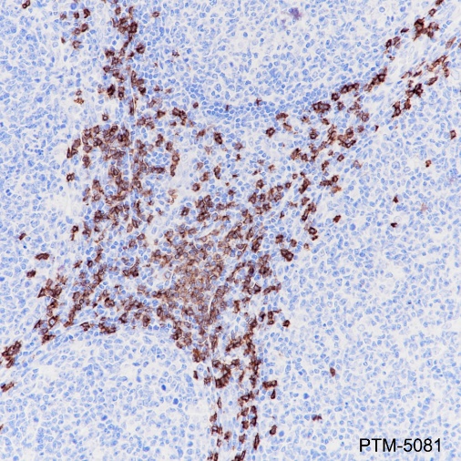 Anti-CD8 alpha Rabbit mAb