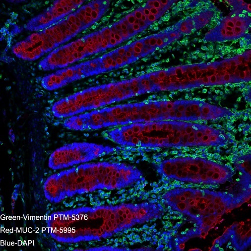 Anti-MUC2 Rabbit mAb