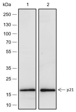 Anti-p21 Rabbit mAb
