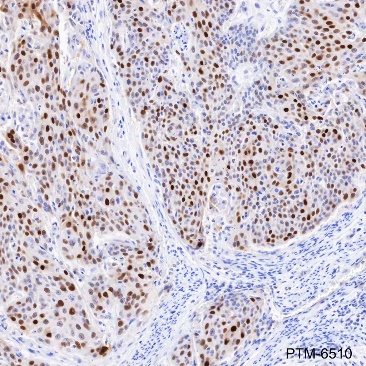 Anti-p21 Rabbit mAb